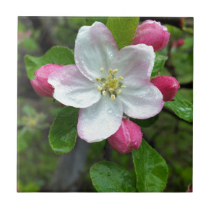 Regen fällt bei geringer Blume Fliese