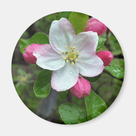 Regen fällt bei geringer Blume Magnet (Vorne)