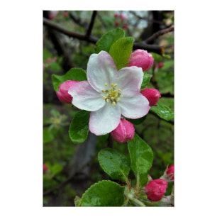 Regen fällt bei geringer Blume Poster