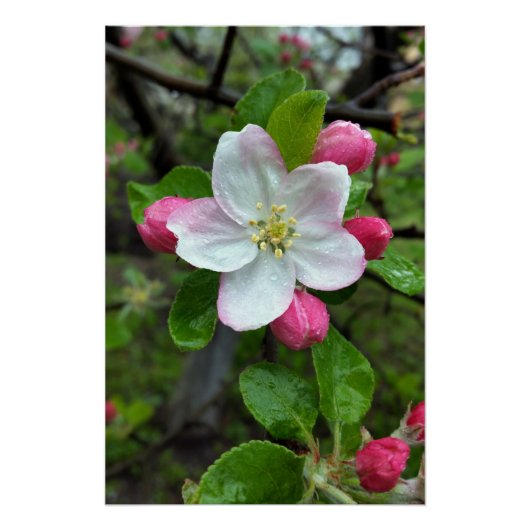 Regen fällt bei geringer Blume Poster (Vorderseite)