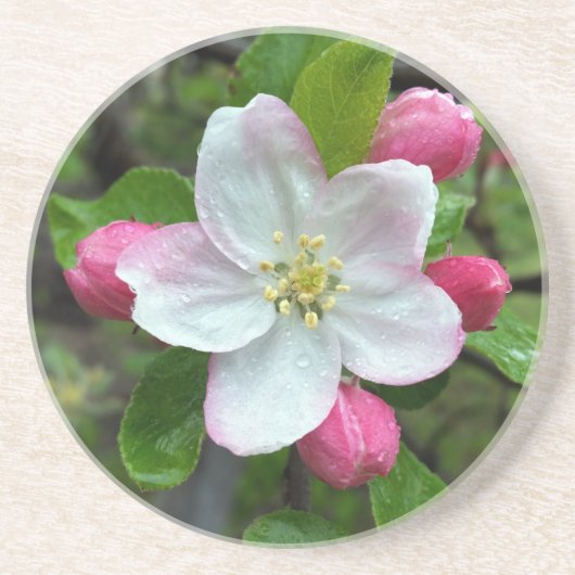 Regen fällt bei geringer Blume Untersetzer (Vorne)
