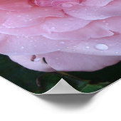 Regen Gedicht auf einer schönen rosa Rose mit Rege Poster (Ecke)
