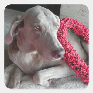 Regen Liebe Sticker - Weimaraner Hund