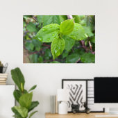 Regen über Blätter Poster (Heimbüro)