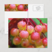 Regen und Berries Postkarte (Vorne/Hinten)