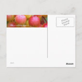 Regen und Berries Postkarte (Rückseite)