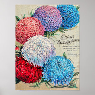 Regenbogen Asters Vintage Blume Seetatalog Poster
