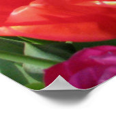 Regenbogen der Tulipen Poster (Ecke)