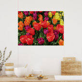 Regenbogen der Tulipen Poster (Küche)