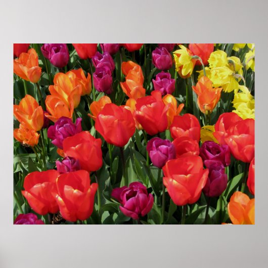 Regenbogen der Tulipen Poster (Vorne)
