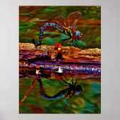Regenbogen-Dragonfly, Aquamarin und lila Poster (Vorne)