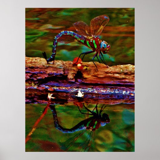 Regenbogen-Dragonfly, Aquamarin und lila Poster (Vorne)