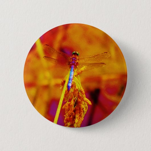 Regenbogen-Dragonfly auf Bernstein und Fuschia Button (Vorderseite)