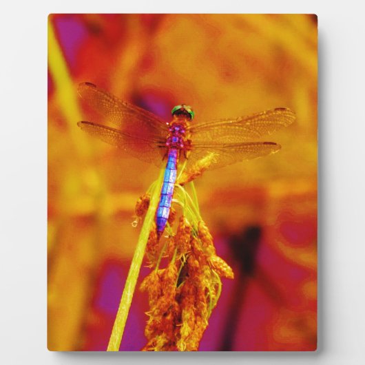 Regenbogen-Dragonfly auf Bernstein und Fuschia Fotoplatte (Vorderseite)