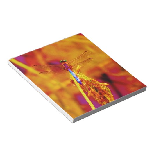 Regenbogen-Dragonfly auf Bernstein und Fuschia Notizblock (angewinkelt)