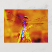 Regenbogen-Dragonfly auf Bernstein und Fuschia Postkarte (Vorderseite)