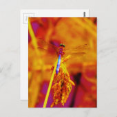 Regenbogen-Dragonfly auf Bernstein und Fuschia Postkarte (Vorne/Hinten)