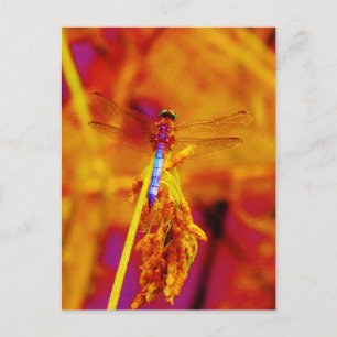 Regenbogen-Dragonfly auf Bernstein und Fuschia Postkarte