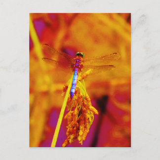 Regenbogen-Dragonfly auf Bernstein und Fuschia Postkarte