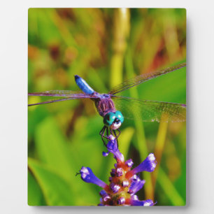 Regenbogen-Dragonfly und Blume Fotoplatte