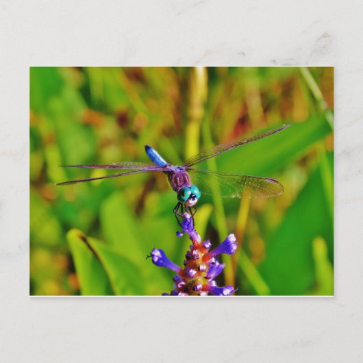 Regenbogen-Dragonfly und Blume Postkarte (Vorderseite)