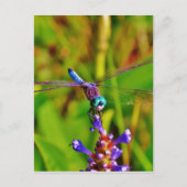 Regenbogen-Dragonfly und Blume Postkarte (Vorderseite)