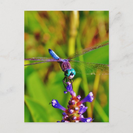 Regenbogen-Dragonfly und Blume Postkarte (Vorderseite)
