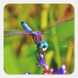 Regenbogen-Dragonfly und Blume Quadratischer Aufkleber