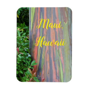 Regenbogen-Eukalyptusbaum Maui, Hawaii Magnet