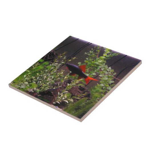 Regenbogen-HaifischPic Fliese (Seite)