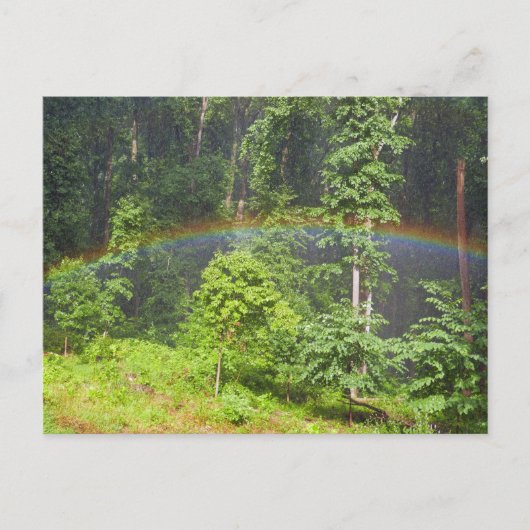 Regenbogen im Wald Postkarte (Vorderseite)