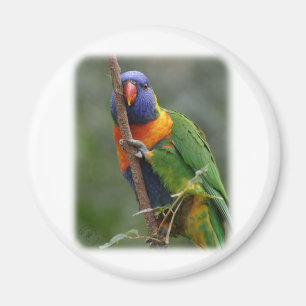 Regenbogen Lorikeet 9Y209D-177 Magnet