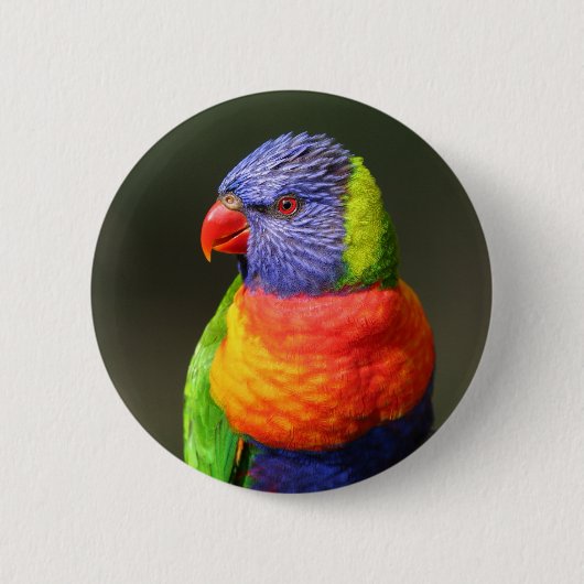 Regenbogen Lorikeet Button (Vorderseite)