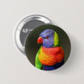 Regenbogen Lorikeet Button (Vorne & Hinten)