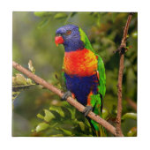 Regenbogen Lorikeet Fliese (Vorderseite)