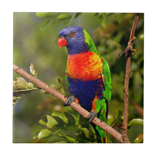 Regenbogen Lorikeet Fliese (Vorderseite)