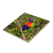 Regenbogen Lorikeet Fliese (Seite)