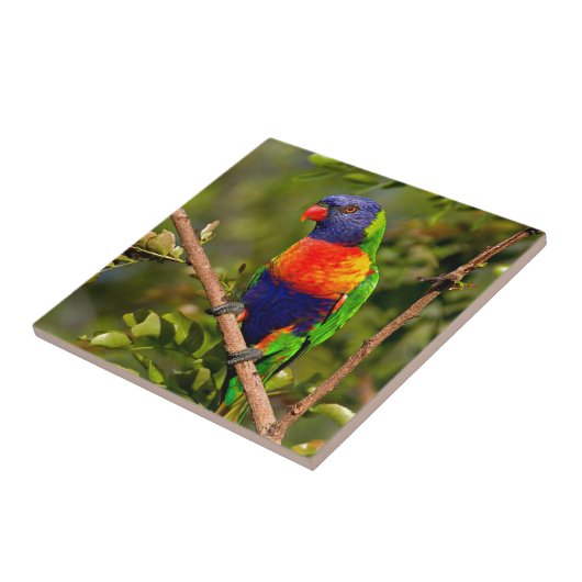 Regenbogen Lorikeet Fliese (Seite)