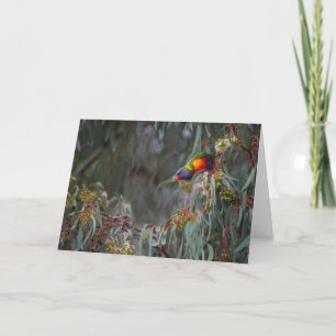 Regenbogen Lorikeet in der leeren Grußkarte der Karte