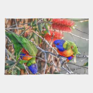 REGENBOGEN LORIKEET LÄNDLICHES QUEENSLAND HANDTUCH