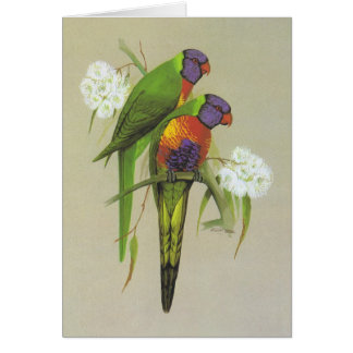 Regenbogen Lorikeet - Trichoglossus haematodus