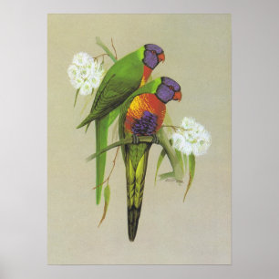 Regenbogen Lorikeet - Trichoglossus haematodus Poster