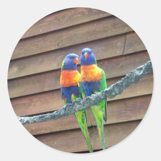 Regenbogen Lorikeets Aufkleber (Vorderseite)