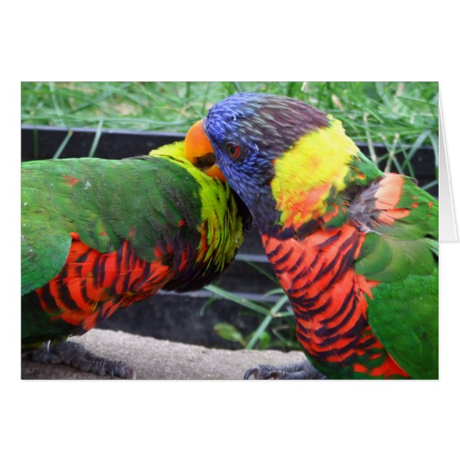Regenbogen Lorikeets putzende Karte (Vorderseite (Horizontal))