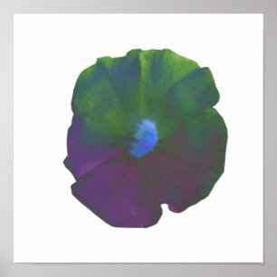 Regenbogen-Petunien-Plakat Poster