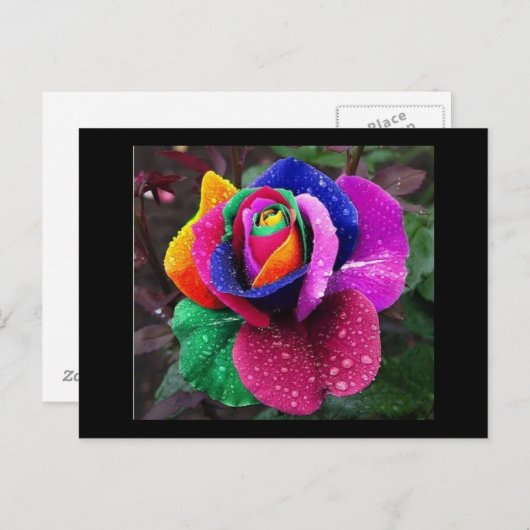 Regenbogen-Rose Postkarte (Vorne/Hinten)