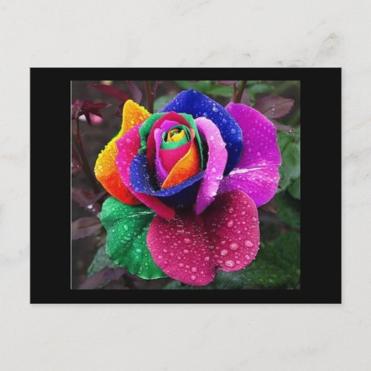 Regenbogen-Rose Postkarte (Vorderseite)