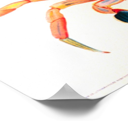 Regenbogen Schwimmkrabbe Poster (Ecke)