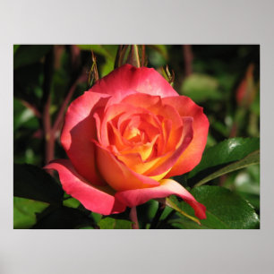 Regenbogen-Sorbet Floribunda Rose 139 Poster