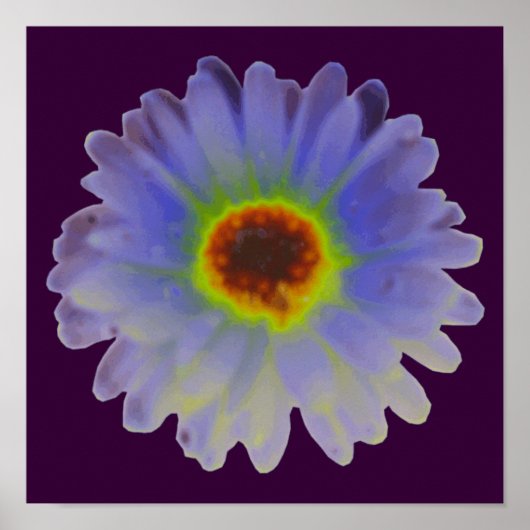 Regenbogen-Tagetes-Plakat Poster (Vorne)